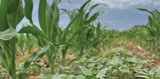 COMMON PIGWEED: A GROWING THREAT