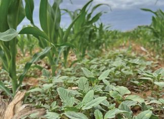 COMMON PIGWEED: A GROWING THREAT