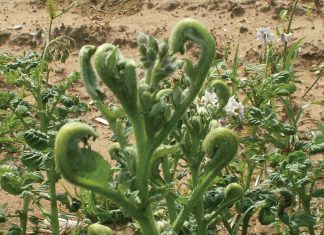 Redes vir gewasskade deur geregistreerde onkruiddoders