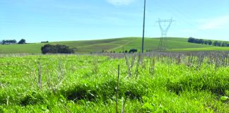 Curbing herbicide-resistant weeds: back to basics