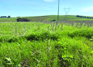 Curbing herbicide-resistant weeds: back to basics