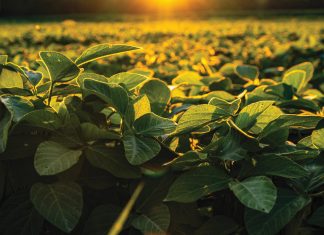 Sojabone – ’n slim keuse vir kleinskaalprodusente