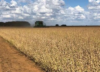 Sojaboonbedryf bou voort op suksesse