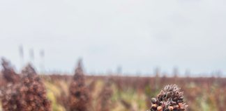 Fungi associated with sorghum GRAIN from contrasting production systems