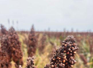 Fungi associated with sorghum GRAIN from contrasting production systems