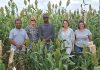 Sorghum in SA: revitalising pre-breeding and breeding