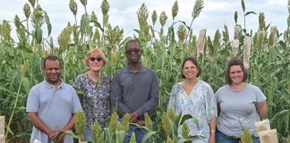 Sorghum in SA: revitalising pre-breeding and breeding