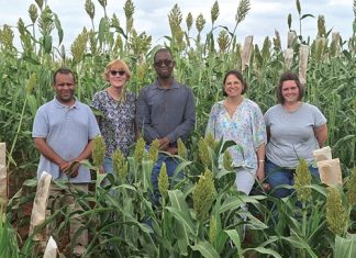 Sorghum in SA: revitalising pre-breeding and breeding
