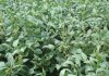 Rhizobium-inoculant legumes: benefits to producers
