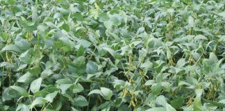 Rhizobium-inoculant legumes: benefits to producers