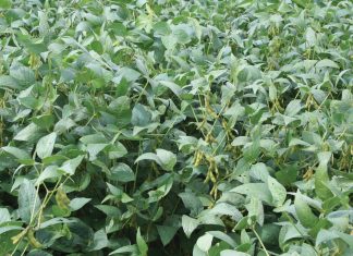 Rhizobium-inoculant legumes: benefits to producers