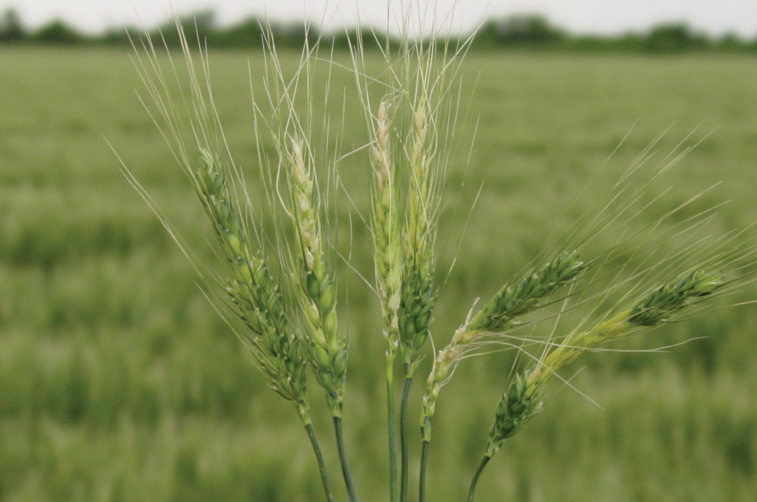 Koring Rott Rypskade op koring - SA Grain
