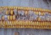 ROT ALERT: managing the top maize ear diseases in SA