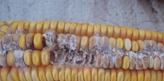 ROT ALERT: managing the top maize ear diseases in SA