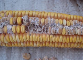 ROT ALERT: managing the top maize ear diseases in SA