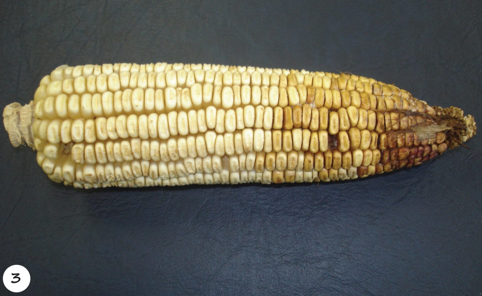 Grain Rott ROT ALERT: managing the top maize ear diseases in SA - SA Grain