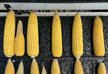 Komponente van mielie-opbrengs wat deurslag gee