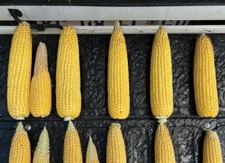 Komponente van mielie-opbrengs wat deurslag gee