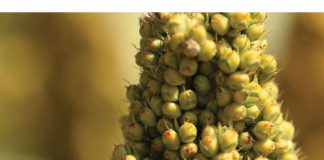 Local sorghum industry deserves better recognition in SA