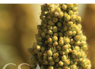 Local sorghum industry deserves better recognition in SA