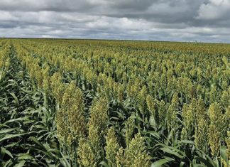 ’n Dekade van sorghumproewe: Lesse uit ’n jaar van uitsonderlike weeruitdagings