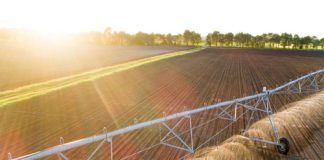 Só lyk aanplantings op droëland en onder besproeiing in SA