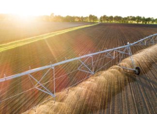 Só lyk aanplantings op droëland en onder besproeiing in SA