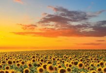 Innovation in the soil: exploring summer cultivars for 2025/2026