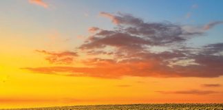 Innovation in the soil: exploring summer cultivars for 2025/2026