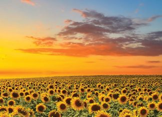 Innovation in the soil: exploring summer cultivars for 2025/2026