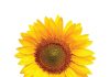 Planting time and hybrid choice: keys to successful sunflower production