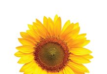 Planting time and hybrid choice: keys to successful sunflower production