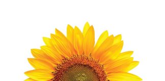 Planting time and hybrid choice: keys to successful sunflower production
