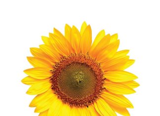 Planting time and hybrid choice: keys to successful sunflower production