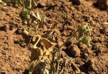 Saailingverwelksiekte: die stil saboteur van saad tot saailing