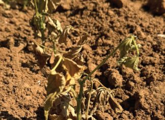 Saailingverwelksiekte: die stil saboteur van saad tot saailing