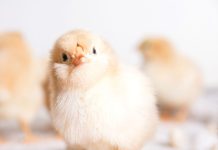 HOENDER en GRAAN: twee bedrywe wat mekaar versterk