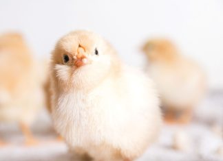 HOENDER en GRAAN: twee bedrywe wat mekaar versterk