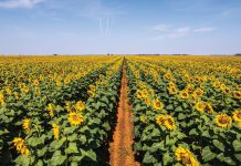 VROEË SONNEBLOM kan SCLEROTINIA-RISIKO versprei