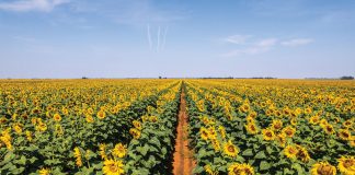 VROEË SONNEBLOM kan SCLEROTINIA-RISIKO versprei