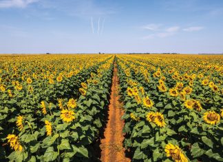VROEË SONNEBLOM kan SCLEROTINIA-RISIKO versprei