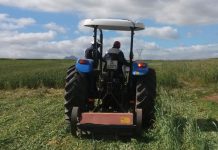 Cover crops: potential game changer for Western Cape weed management