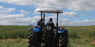 Cover crops: potential game changer for Western Cape weed management