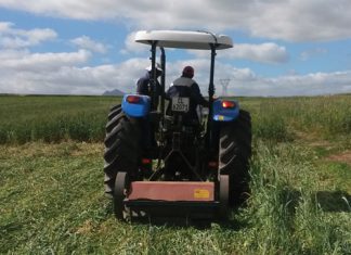 Cover crops: potential game changer for Western Cape weed management