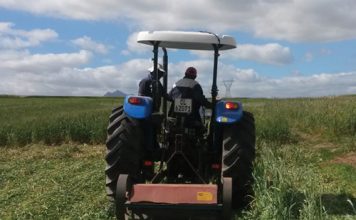 Cover crops: potential game changer for Western Cape weed management