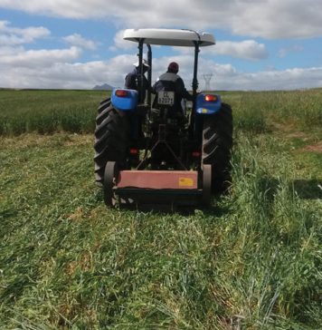 Cover crops: potential game changer for Western Cape weed management