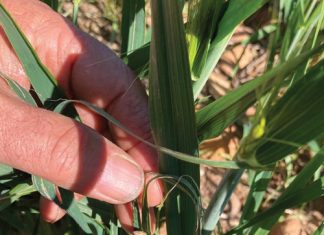 SLAKKE BEDREIG WES-KAAPSE GEWASVERBOUING