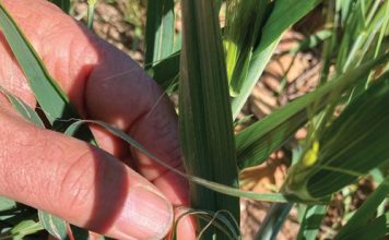 SLAKKE BEDREIG WES-KAAPSE GEWASVERBOUING