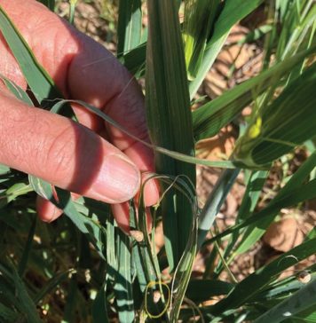 SLAKKE BEDREIG WES-KAAPSE GEWASVERBOUING