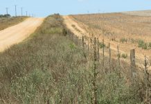 Onder- én oordosering veroorsaak onkruidweerstand